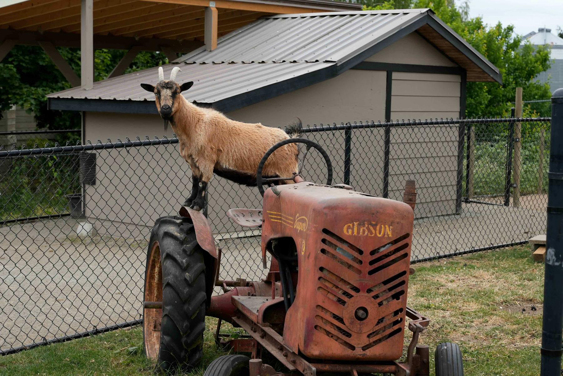 赤いトラクターと農場の動物
