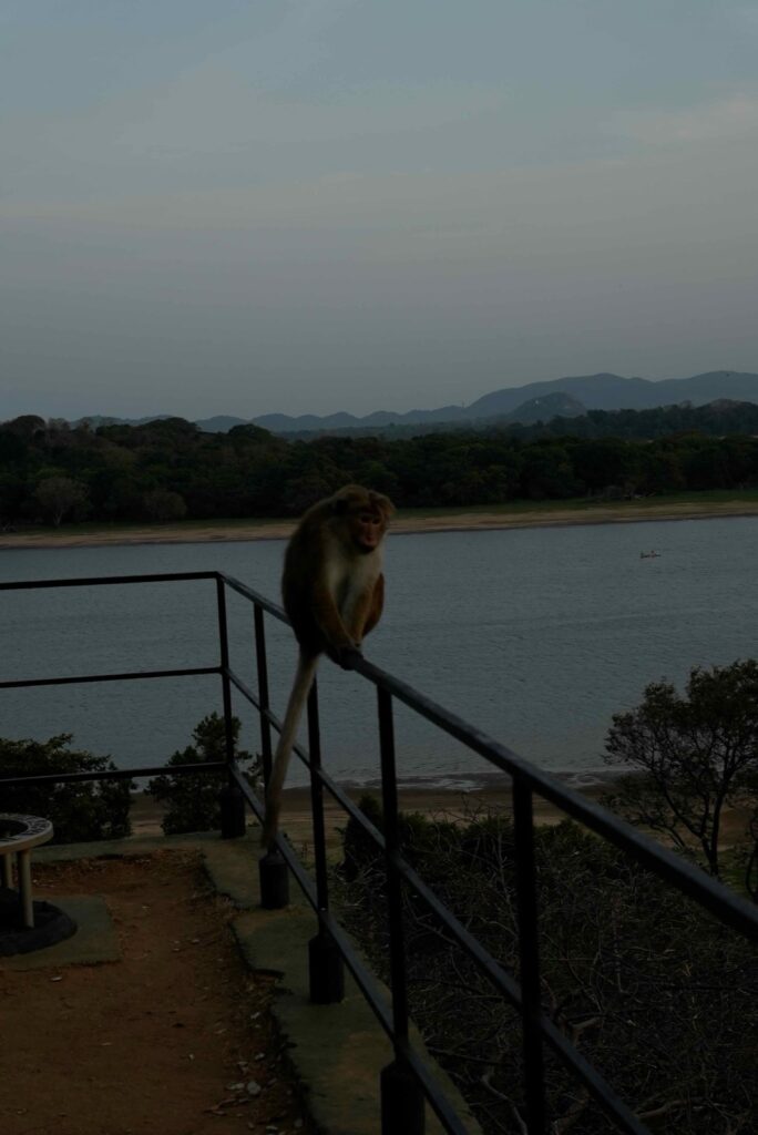 ホテルの敷地にいた猿
