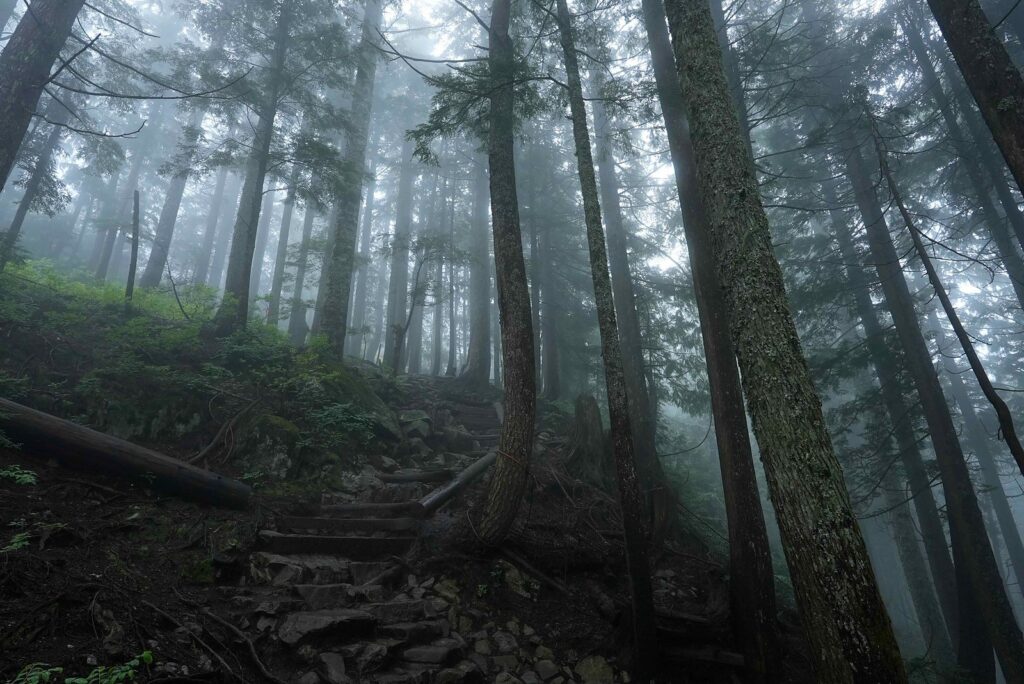 霧に包まれた森の登山道