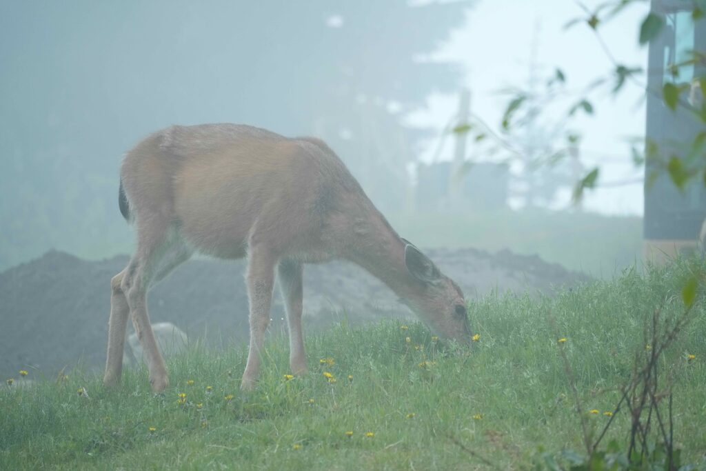 霧の中で草を食べるシカ
